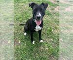 Small American Pit Bull Terrier Mix