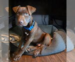 Small #14 Labrador Retriever Mix
