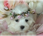 Small #4 Maltese