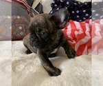 Small #13 French Bulldog