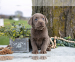 Small #1 Labrador Retriever