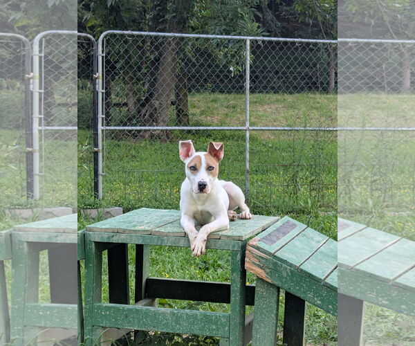 Medium Photo #6 Parson Russell Terrier-Unknown Mix Puppy For Sale in Calhoun, GA, USA