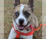 Small #11 Catahoula Leopard Dog Mix