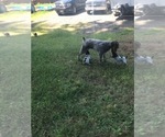 Small #22 Wirehaired Pointing Griffon