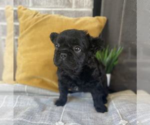 French Bulldog Puppy for sale in GORDONSVILLE, VA, USA