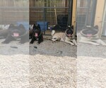 Puppy Parents Akita