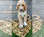 Small Photo #1 Goldendoodle Puppy For Sale in LOS ALAMITOS, CA, USA