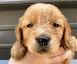 Golden Retriever Puppy for sale in MODESTO, CA, USA