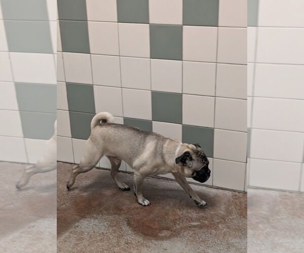 Medium Photo #2 Pug Puppy For Sale in Salinas, CA, USA