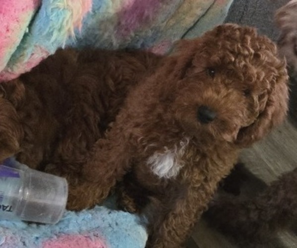 Medium Photo #1 Miniature Labradoodle Puppy For Sale in ROMULUS, MI, USA