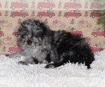 Small #3 Cavapoo-Poodle (Standard) Mix