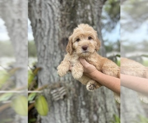 Goldendoodle (Miniature) Puppy for sale in BRADENTON, FL, USA