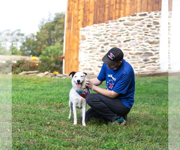 Medium Photo #9 Border Collie-Huskies  Mix Puppy For Sale in Unionville, PA, USA