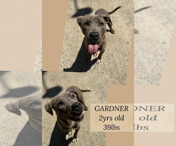 Medium Photo #2 Mutt Puppy For Sale in Woodbury, NY, USA