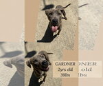 Small #1 Mutt