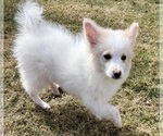 Small #2 Miniature American Eskimo