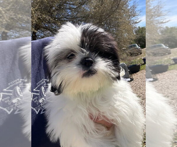 Medium Photo #1 Shih Tzu Puppy For Sale in Oak Bluffs, MA, USA