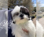 Small Shih Tzu