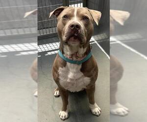 Mutt Dogs for adoption in Santa Cruz, CA, USA