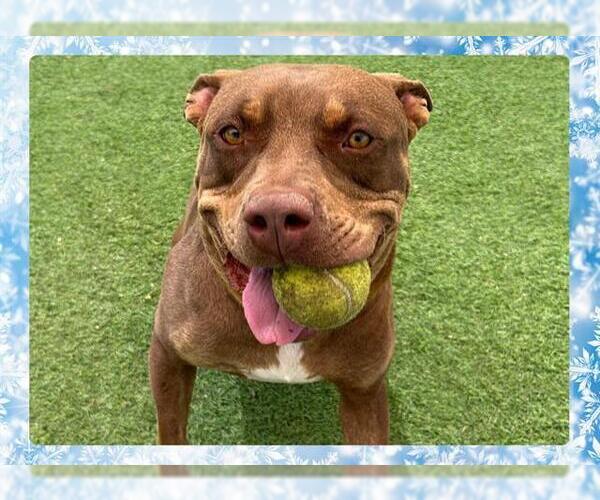 Medium Photo #6 Mutt Puppy For Sale in Ojai, CA, USA