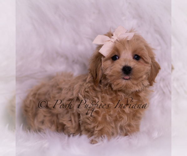 Medium Photo #3 Maltipoo (Miniature) Puppy For Sale in WARSAW, IN, USA
