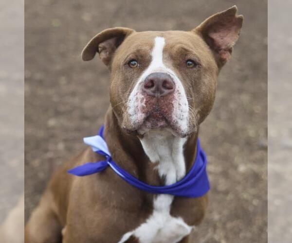 Medium Photo #1 American Staffordshire Terrier-Unknown Mix Puppy For Sale in San Antonio, TX, USA