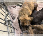 Small American Staffordshire Terrier Mix