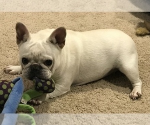 Mother of the French Bulldog puppies born on 06/21/2022