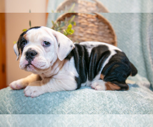 Beabull Puppy for sale in LOUISVILLE, OH, USA