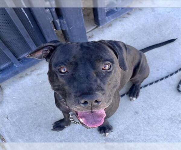 Medium Photo #1 Mutt Puppy For Sale in Tracy, CA, USA