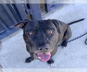 Mutt Dogs for adoption in Tracy, CA, USA