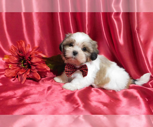 Medium Photo #3 Shih Tzu Puppy For Sale in OSCEOLA, MO, USA