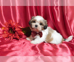 Small Photo #3 Shih Tzu Puppy For Sale in OSCEOLA, MO, USA