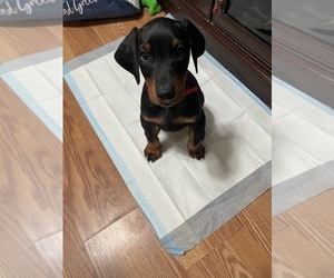 Doberman Pinscher Puppy for sale in MANHATTAN, NY, USA