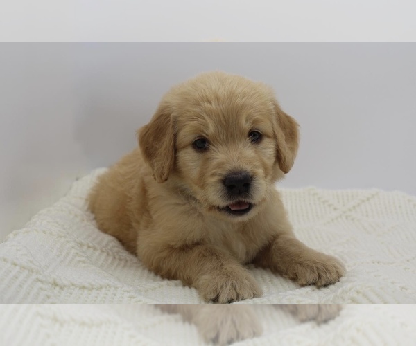 Medium Photo #2 Goldendoodle Puppy For Sale in ROYSE CITY, TX, USA