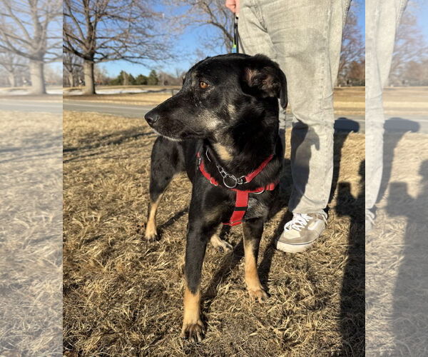 Medium Photo #1 Mutt Puppy For Sale in Aurora, CO, USA