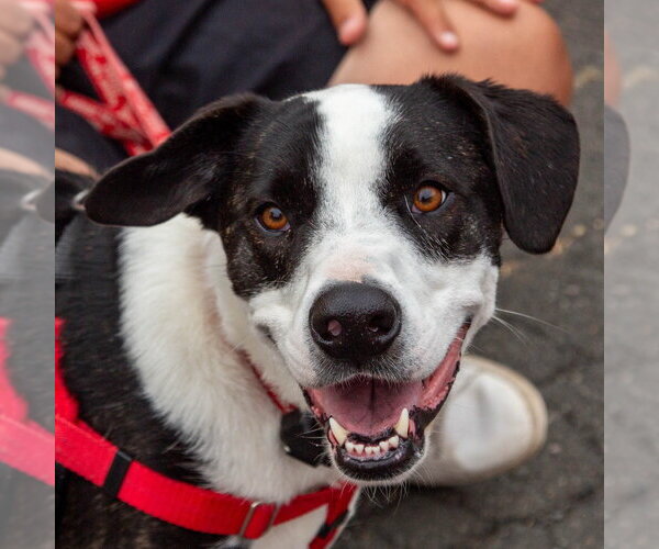 Medium Photo #12 Mutt Puppy For Sale in Canton, CT, USA