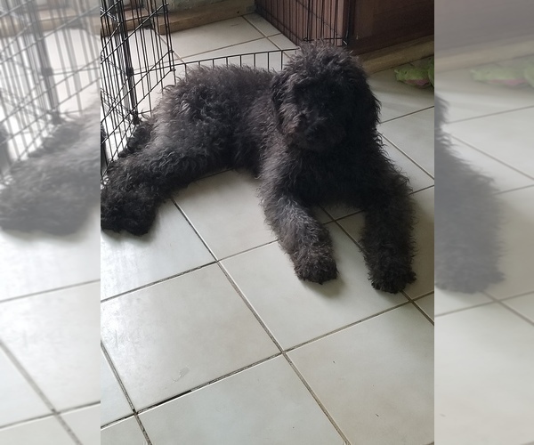 Medium Photo #3 Labradoodle Puppy For Sale in CHICAGO, IL, USA