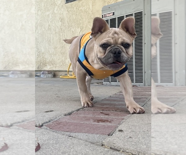 Medium Photo #1 French Bulldog Puppy For Sale in POMONA, CA, USA