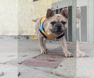 French Bulldog Puppy for Sale in POMONA, California USA