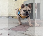 Small French Bulldog