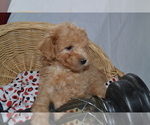 Small Photo #7 Cavapoo (Miniature)-Poodle (Toy) Mix Puppy For Sale in GREENWOOD, WI, USA