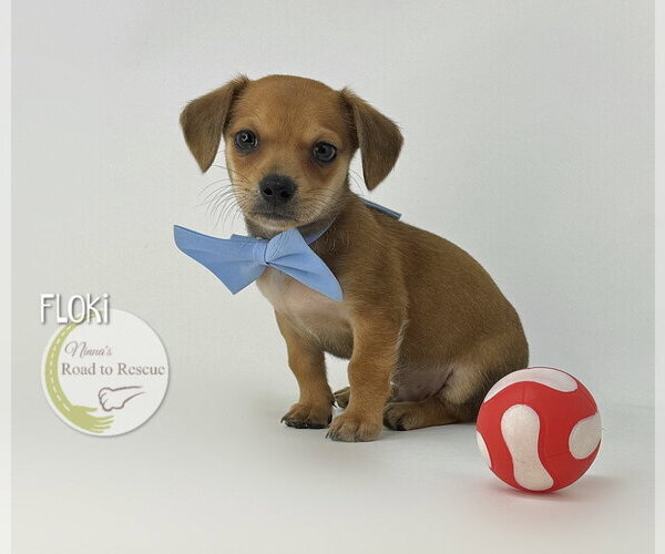 Medium Photo #2 Dachshund-Unknown Mix Puppy For Sale in Benton, LA, USA