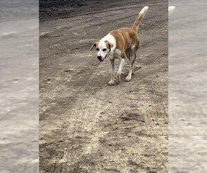 Labrador Retriever-Unknown Mix Dogs for adoption in Houston, TX, USA