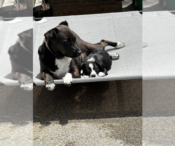 Medium Photo #4 Labrador Retriever-Unknown Mix Puppy For Sale in Brewster, NY, USA