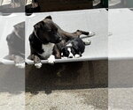 Small #3 Labrador Retriever Mix