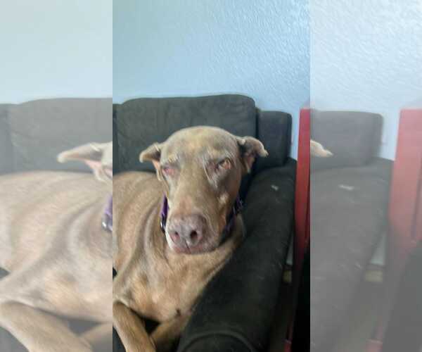 Medium Photo #4 Doberman Pinscher Puppy For Sale in Buffalo, MN, USA
