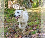 Small Photo #11 Labrenees Puppy For Sale in Fultonham, NY, USA
