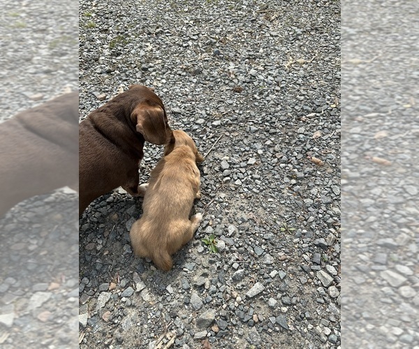 Medium Photo #1 Dachshund Puppy For Sale in LOUISA, VA, USA
