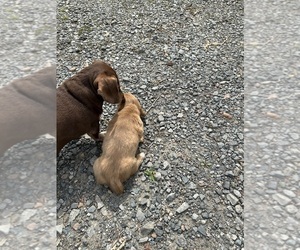 Father of the Dachshund puppies born on 05/25/2025